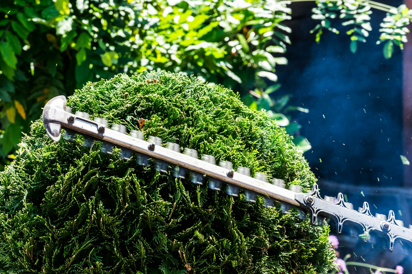A gardener trimming a hedge with a powered hedge trimmer