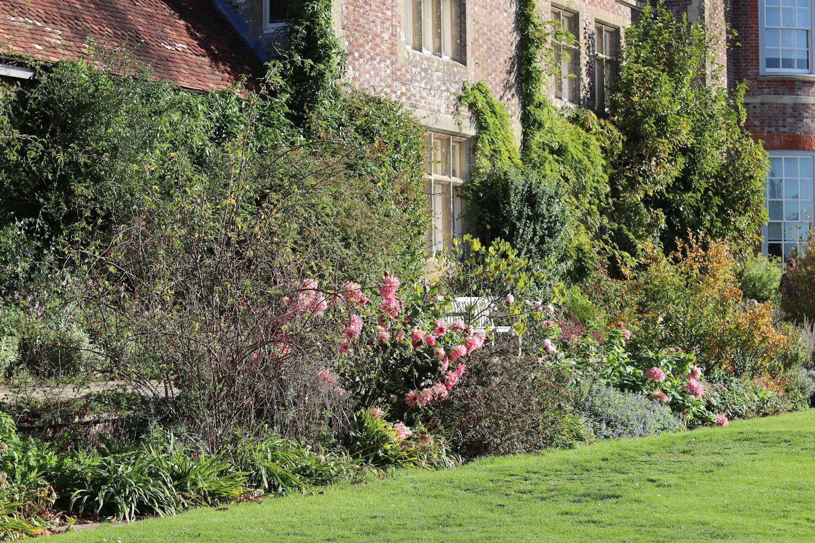 Roses set against a healthy green hedge