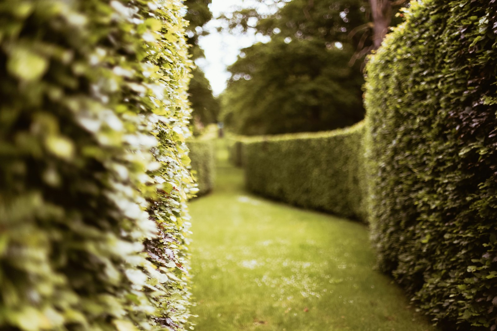A long run of hedge trimmed and squared off